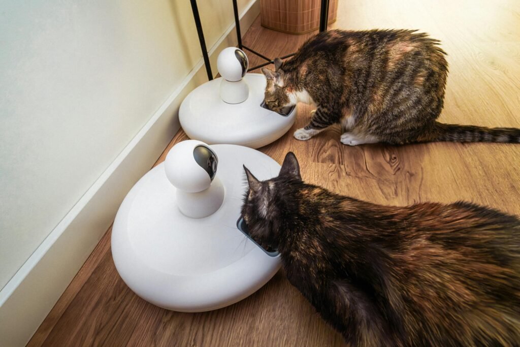 smart feeder