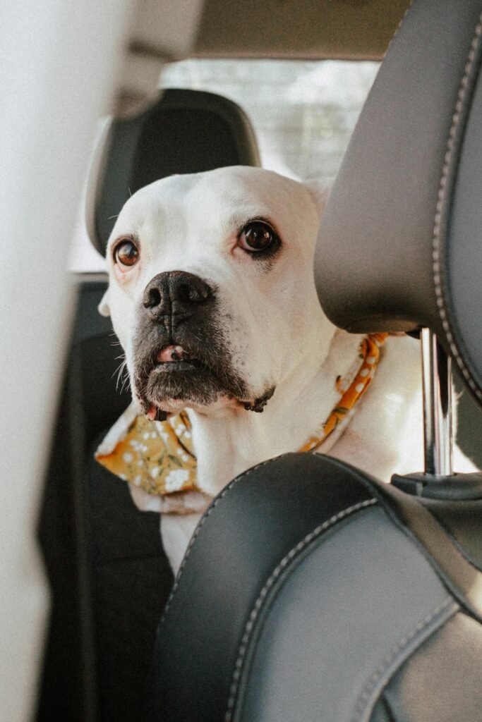 pet car supplies